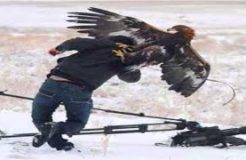 Top 7 Best Eagle Attacks (GRIZZLY,KANGAROO...& MAN) HD