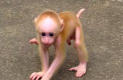 Baby monkeys playing at Wuyishan (stump-tailed macaques)