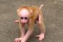 Baby monkeys playing at Wuyishan (stump-tailed macaques)