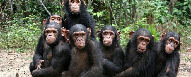 USAID intervention boosts Tanzania chimpanzee survival