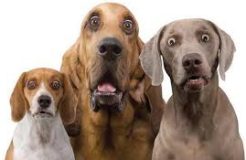 Can dogs count, do mathematics?