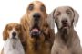 Can dogs count, do mathematics?