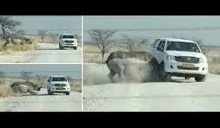 Rhino smashing into tourists